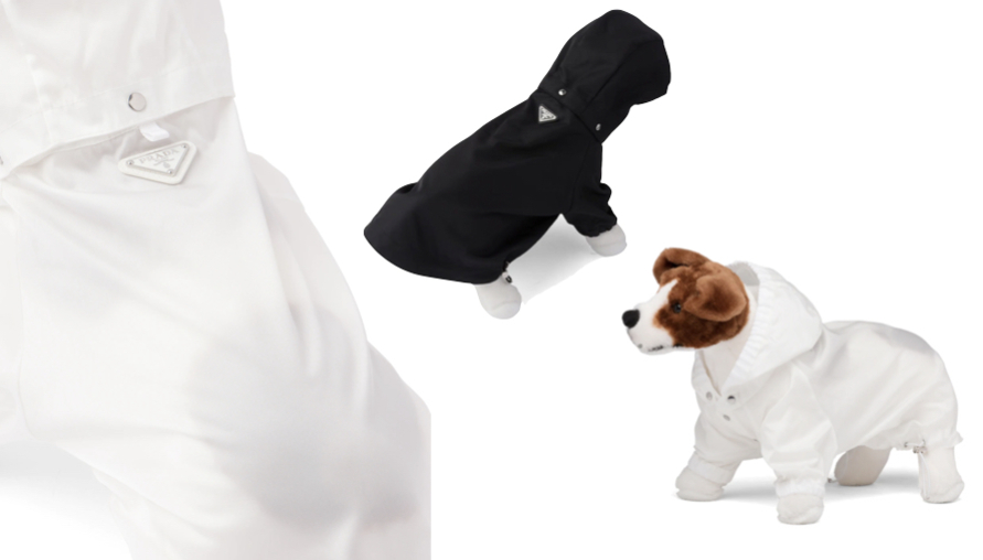 梅雨季來臨，家裡毛孩散步也要注意！Prada 推出 $520 美元寵物用雨衣，別再說自己累得像狗，狗過得都比你好！