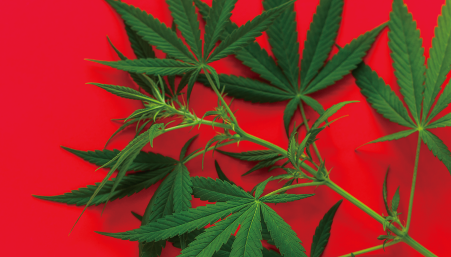 大麻不一定是good shit？CNN 報導最新報導，丹麥研究指出服用大麻與精神分裂症之間關係逐漸攀升！
