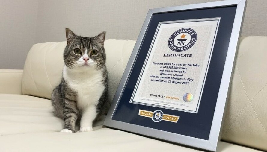 YouTube觀看數突破6.8億！ 日本「貓咪」YouTuber榮奪「金氏世界紀錄」認證