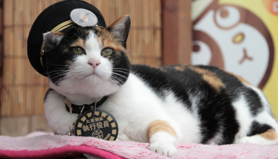 貓咪比你還有地位！和歌山電鐵公司為紀念小玉站長「日本第一貓時鐘揭幕」在上班的路上就先融化了