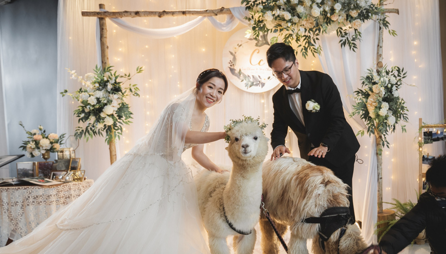 結婚也要草泥馬，最萌最可愛全台唯一！宜蘭綠舞打造日系夢幻「羊駝戶外婚禮」 
